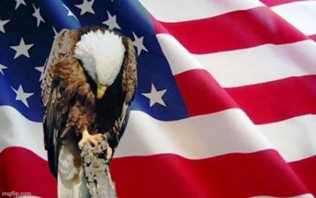 Nothing needs to be said for the day we celebrate our freedom. And to all those who fought and died to preserve it. | image tagged in bald eagle bowing,independence day,america,freedom | made w/ Imgflip meme maker