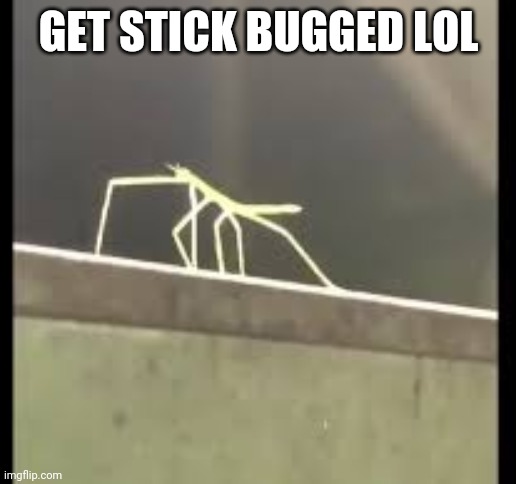 Stickbug | GET STICK BUGGED LOL | image tagged in stickbug | made w/ Imgflip meme maker