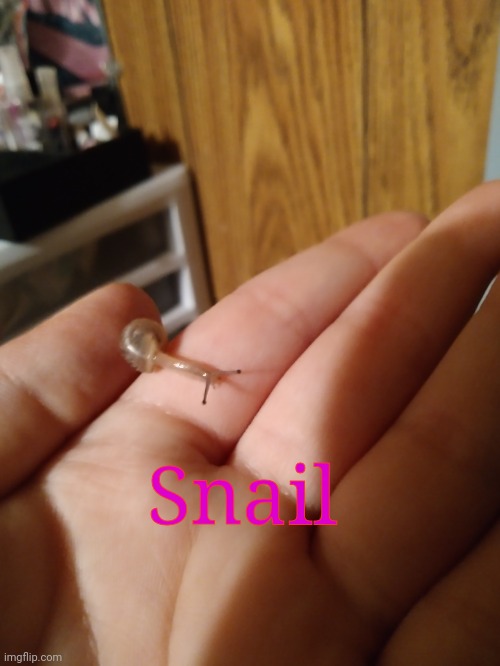 Snail | made w/ Imgflip meme maker