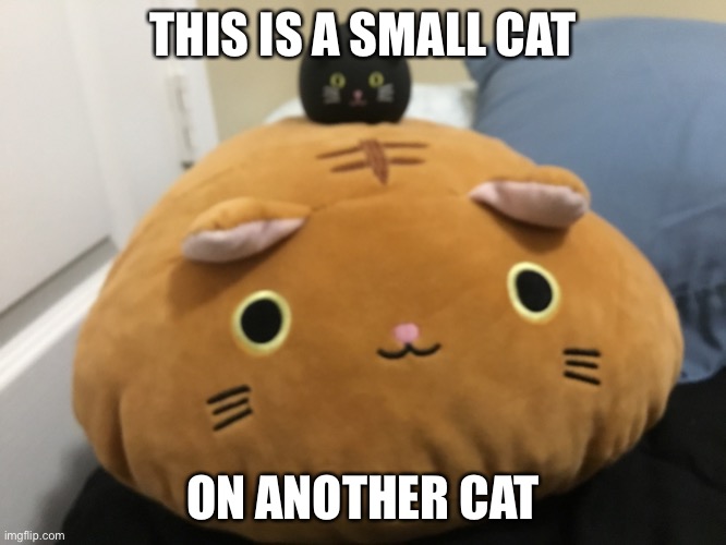 Cat cat | THIS IS A SMALL CAT; ON ANOTHER CAT | image tagged in meow | made w/ Imgflip meme maker