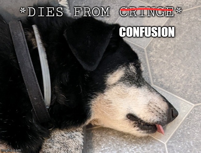 Moose | CONFUSION | image tagged in moose | made w/ Imgflip meme maker