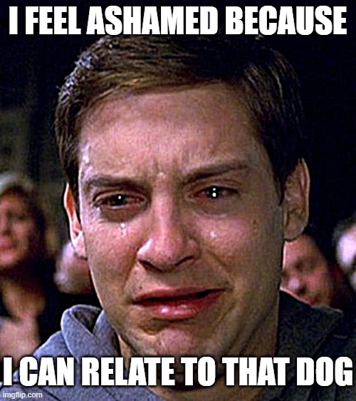 crying peter parker | I FEEL ASHAMED BECAUSE I CAN RELATE TO THAT DOG | image tagged in crying peter parker | made w/ Imgflip meme maker