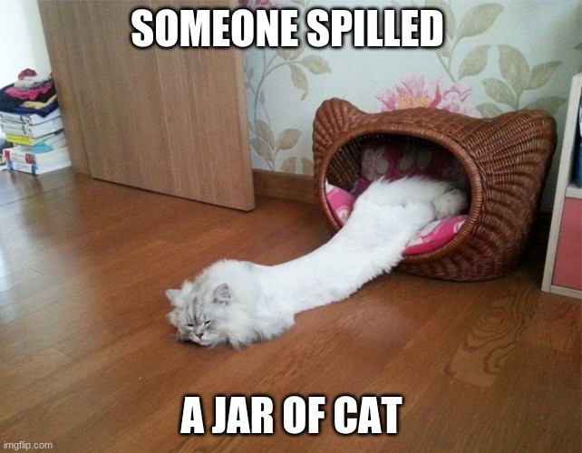 Liqui-cat | SOMEONE SPILLED; A JAR OF CAT | image tagged in liqui-cat | made w/ Imgflip meme maker