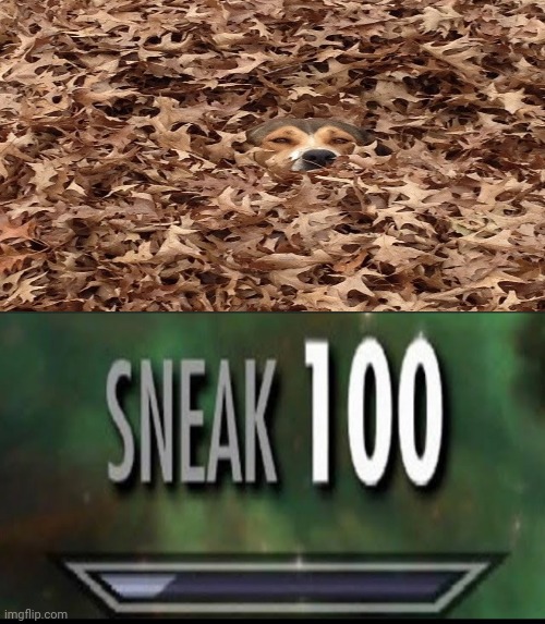 Dog being sneaky in the leaves | image tagged in sneak 100,leaves,dogs,dog,memes,hiding | made w/ Imgflip meme maker