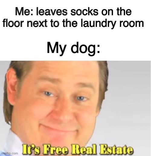 s o c k | Me: leaves socks on the floor next to the laundry room; My dog: | image tagged in it's free real estate,dogs,dog memes,memes | made w/ Imgflip meme maker