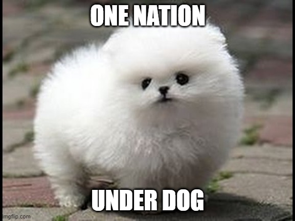The pledge of allegiance | ONE NATION; UNDER DOG | image tagged in god,dog,allegiance,usa | made w/ Imgflip meme maker