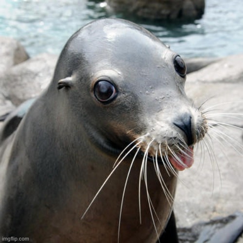 Sealion song | image tagged in sealion song | made w/ Imgflip meme maker