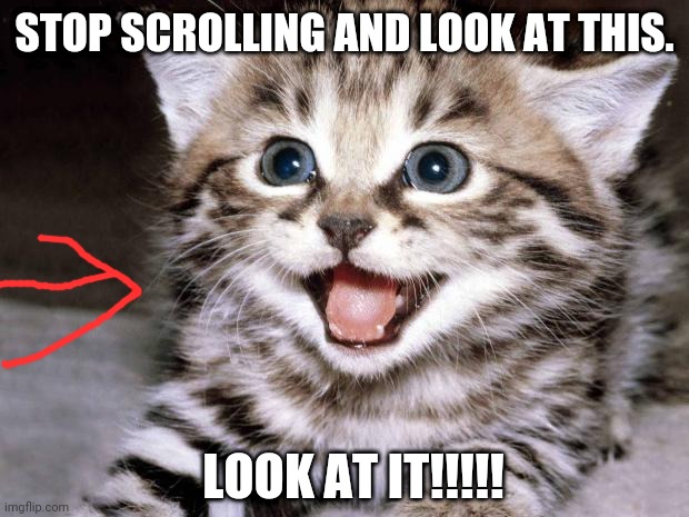 Uber Cute Cat | STOP SCROLLING AND LOOK AT THIS. LOOK AT IT!!!!! | image tagged in uber cute cat | made w/ Imgflip meme maker