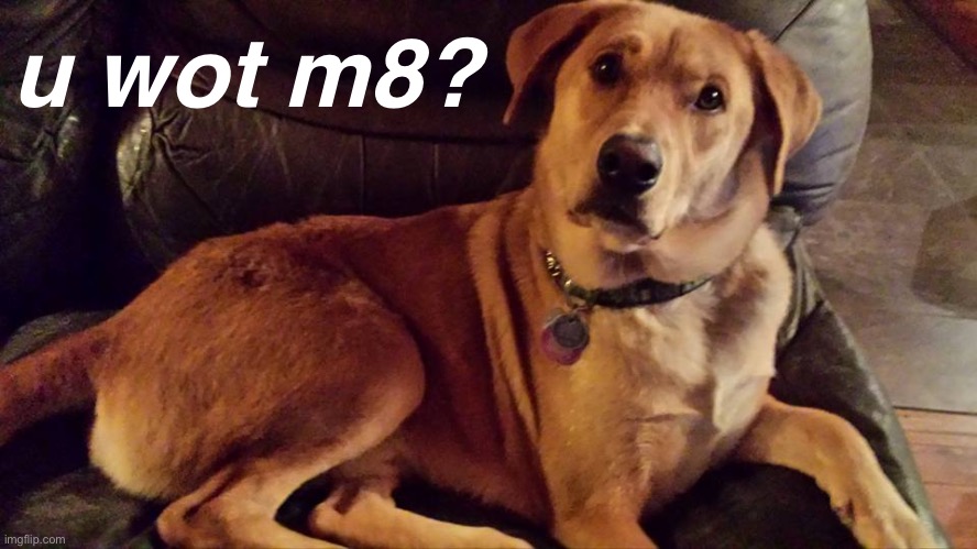 Silas the Rescue Dog | u wot m8? | image tagged in silas the rescue dog | made w/ Imgflip meme maker