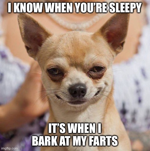 I KNOW WHEN YOU’RE SLEEPY; IT’S WHEN I BARK AT MY FARTS | image tagged in chihuahua,fart,sleep | made w/ Imgflip meme maker