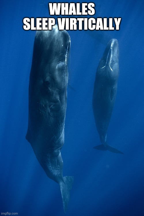 WHALES SLEEP VIRTICALLY | made w/ Imgflip meme maker
