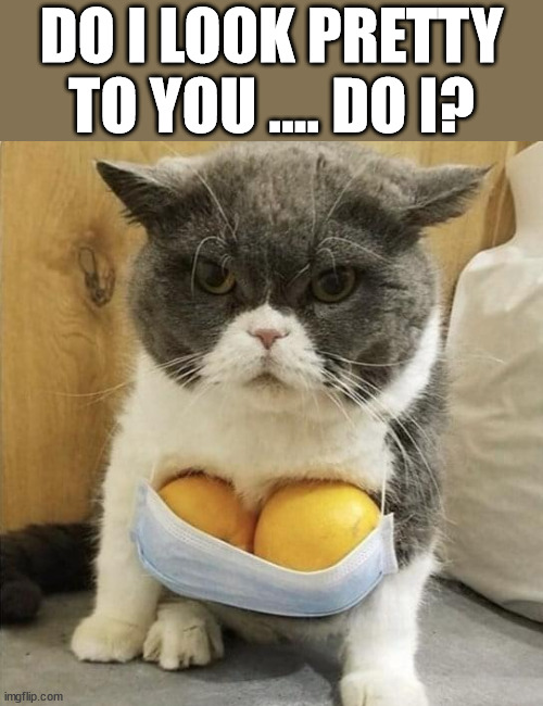 DO I LOOK PRETTY TO YOU .... DO I? | image tagged in cats | made w/ Imgflip meme maker