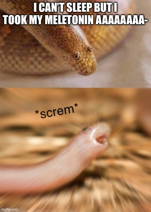 Snek screm | I CAN’T SLEEP BUT I TOOK MY MELETONIN AAAAAAAA- | image tagged in snek screm | made w/ Imgflip meme maker