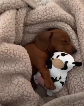 High Quality Cuddle Blank Meme Template