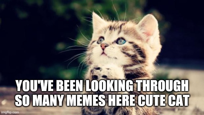 Here pls dont upvote | YOU'VE BEEN LOOKING THROUGH SO MANY MEMES HERE CUTE CAT | image tagged in cute kitten | made w/ Imgflip meme maker