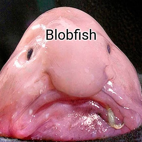 Blobfish | made w/ Imgflip meme maker