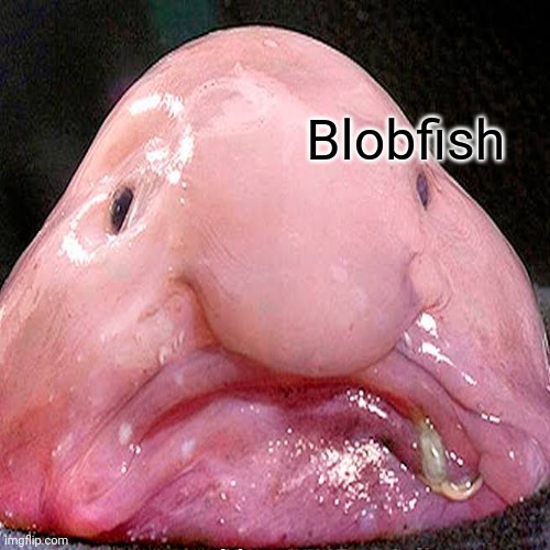 Blobfish | made w/ Imgflip meme maker