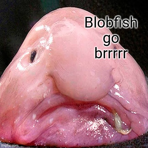 Blobfish go brrrrr | made w/ Imgflip meme maker