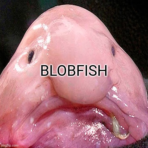 BLOBFISH | made w/ Imgflip meme maker