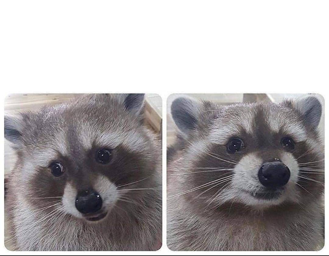 begging-raccoon-blank-template-imgflip