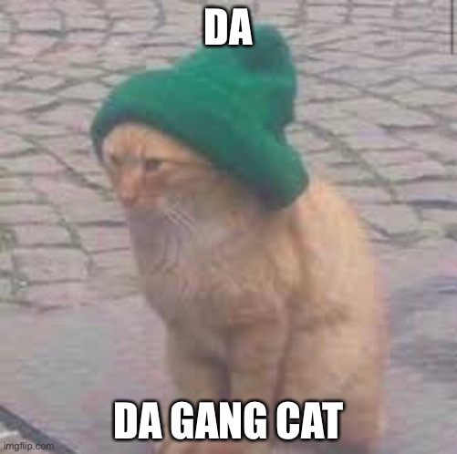 Da gang cat | DA; DA GANG CAT | image tagged in cat | made w/ Imgflip meme maker