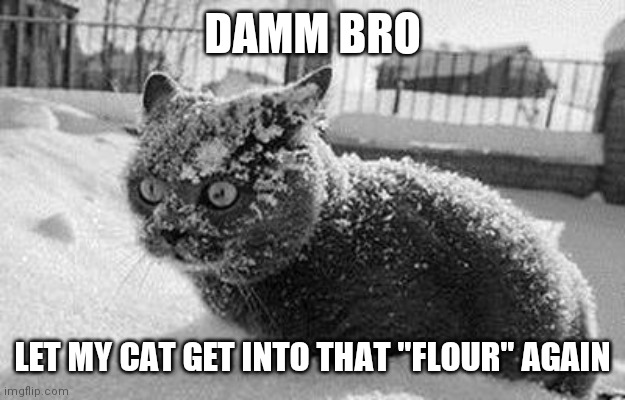 so much cocaine cat | DAMM BRO; LET MY CAT GET INTO THAT "FLOUR" AGAIN | image tagged in so much cocaine cat | made w/ Imgflip meme maker