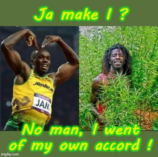 Ja make I ? | Ja make I ? No man, I went
of my own accord ! | image tagged in dope | made w/ Imgflip meme maker