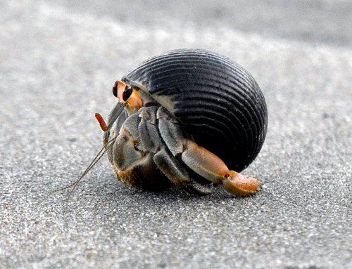 Hermit Crab Blank Meme Template