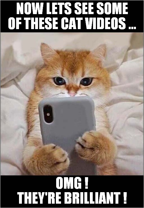Cats Videos ! | NOW LETS SEE SOME OF THESE CAT VIDEOS ... OMG !
THEY'RE BRILLIANT ! | image tagged in cats,videos | made w/ Imgflip meme maker