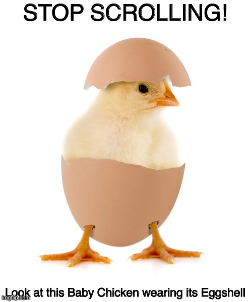 LOOK AT IT | STOP SCROLLING! Look at this Baby Chicken wearing its Eggshell | image tagged in chicken,eggs,cute animals | made w/ Imgflip meme maker