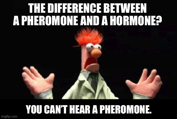 How do you hear a hormone?  Don’t pay her. | THE DIFFERENCE BETWEEN A PHEROMONE AND A HORMONE? YOU CAN’T HEAR A PHEROMONE. | image tagged in beaker science | made w/ Imgflip meme maker