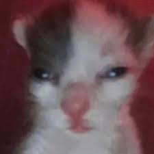 High Quality Catbeans Blank Meme Template