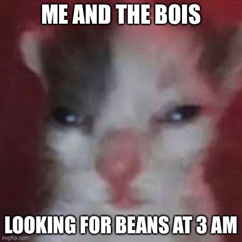 Looking for beans | ME AND THE BOIS; LOOKING FOR BEANS AT 3 AM | image tagged in catbeans | made w/ Imgflip meme maker