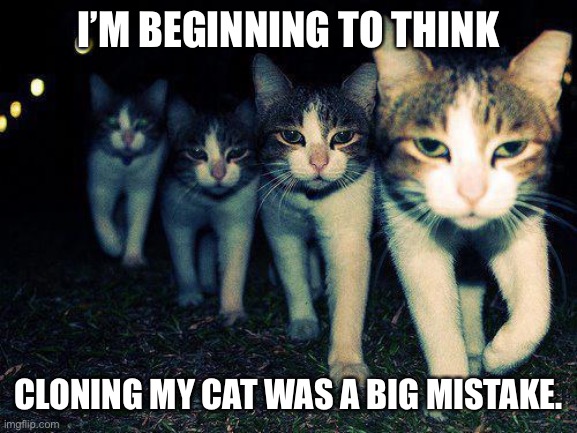 Wrong Neighboorhood Cats | I’M BEGINNING TO THINK; CLONING MY CAT WAS A BIG MISTAKE. | image tagged in memes,wrong neighboorhood cats | made w/ Imgflip meme maker