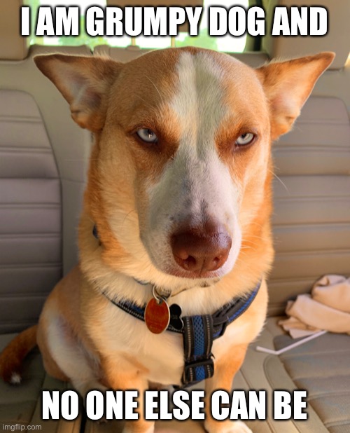 Make This The Grumpy Dog Meme | I AM GRUMPY DOG AND; NO ONE ELSE CAN BE | image tagged in grumpy dog | made w/ Imgflip meme maker