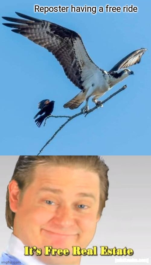 Repost others efforts | Reposter having a free ride | image tagged in repost,eagle,bird,branch | made w/ Imgflip meme maker