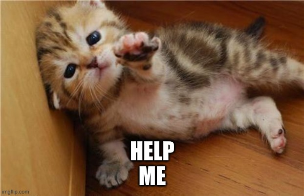 Help Me Kitten | HELP
ME | image tagged in help me kitten | made w/ Imgflip meme maker