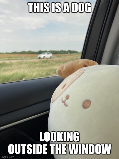 Dog window | THIS IS A DOG; LOOKING OUTSIDE THE WINDOW | image tagged in meow | made w/ Imgflip meme maker