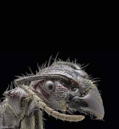 I’ve Seen Some Shit Ant | image tagged in i ve seen some shit ant | made w/ Imgflip meme maker