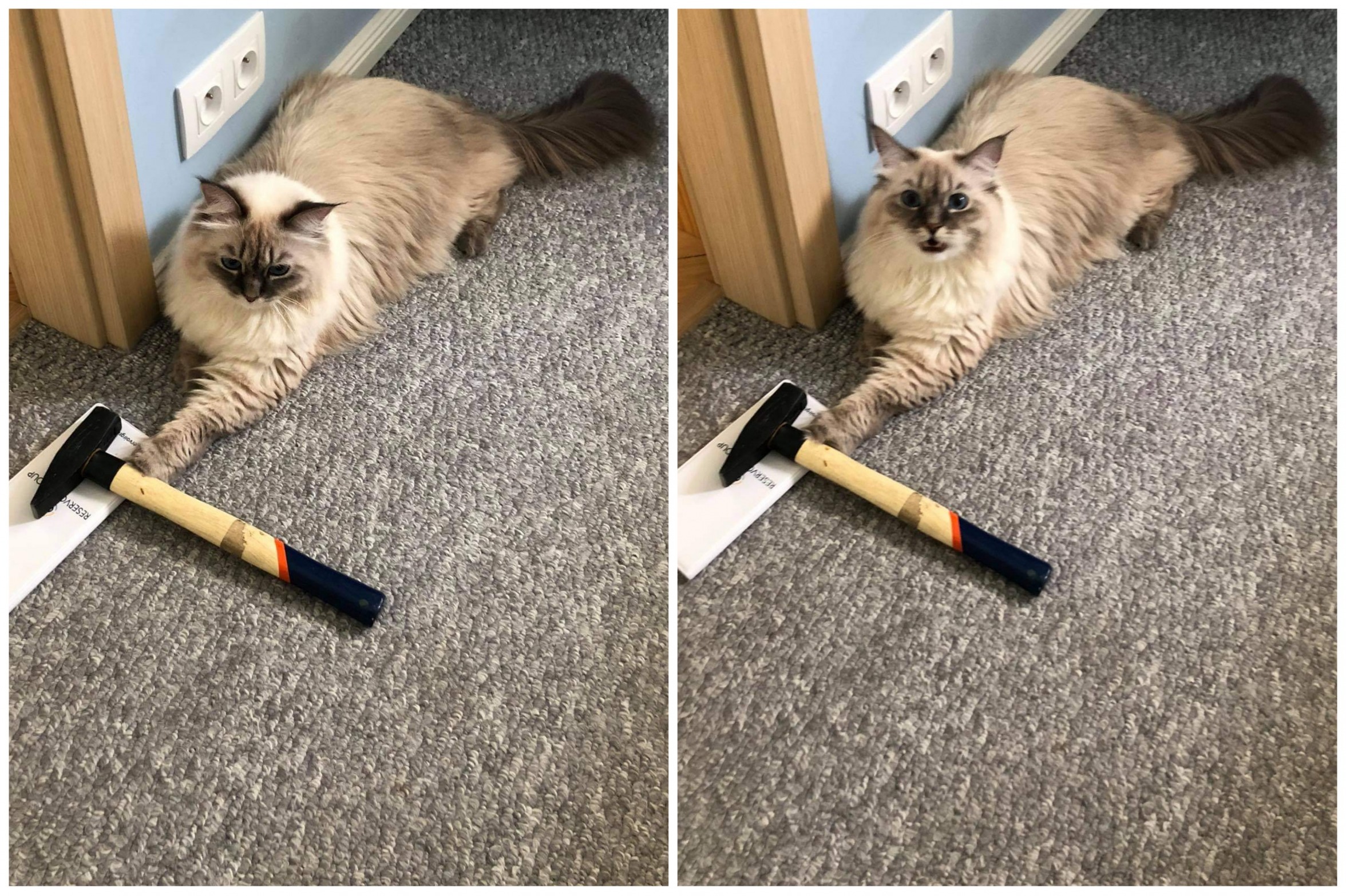 High Quality hammer_cat Blank Meme Template