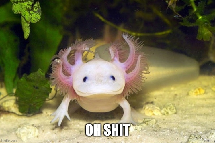Axolotl | OH SHIT | image tagged in axolotl | made w/ Imgflip meme maker