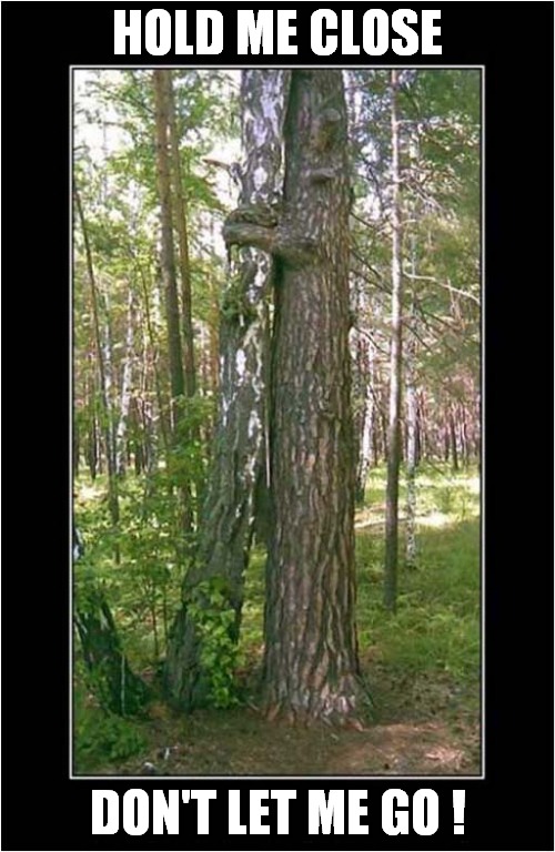 A Tree Hugger ? | HOLD ME CLOSE; DON'T LET ME GO ! | image tagged in tree,tree hugger,song lyrics | made w/ Imgflip meme maker