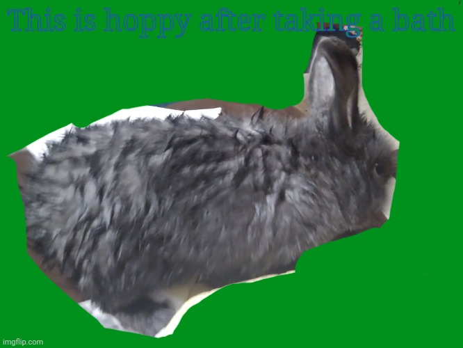 HOPPYYY | This is hoppy after taking a bath | made w/ Imgflip meme maker