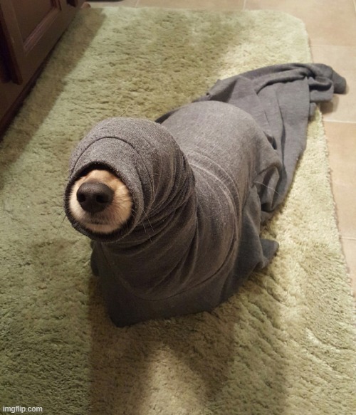 seal dog | image tagged in dog,seal | made w/ Imgflip meme maker