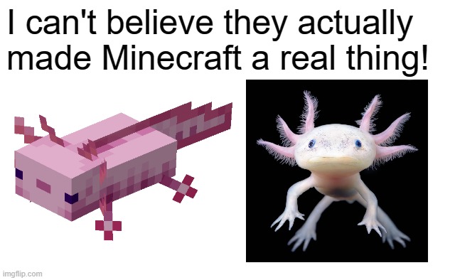 axolotls are love | I can't believe they actually made Minecraft a real thing! | image tagged in minecraft | made w/ Imgflip meme maker
