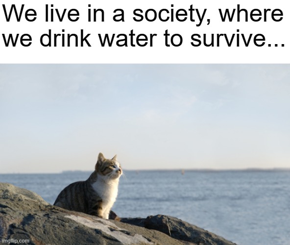 philosphy cat | We live in a society, where we drink water to survive... | image tagged in deep thinking cat | made w/ Imgflip meme maker