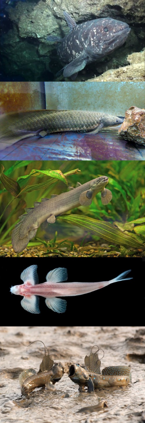 Various lobe-finned fishes, because Creation figured you never know when you might need legs.... on the installment plan | image tagged in lobed finned fishes,evolution | made w/ Imgflip meme maker