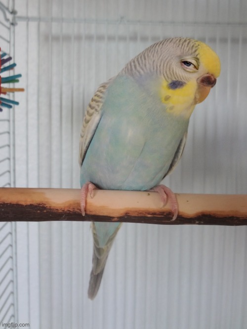 Sceptical Budgie | image tagged in sceptical budgie | made w/ Imgflip meme maker