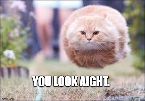 flying cat ball | YOU LOOK AIGHT. | image tagged in flying cat ball | made w/ Imgflip meme maker