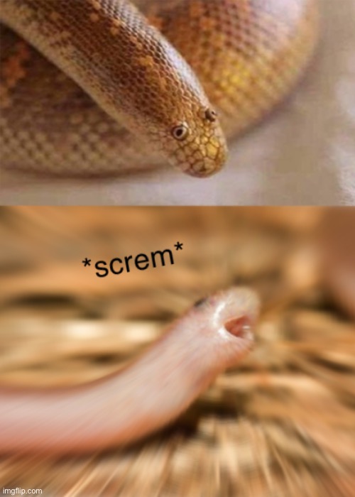 Snek screm | image tagged in snek screm | made w/ Imgflip meme maker